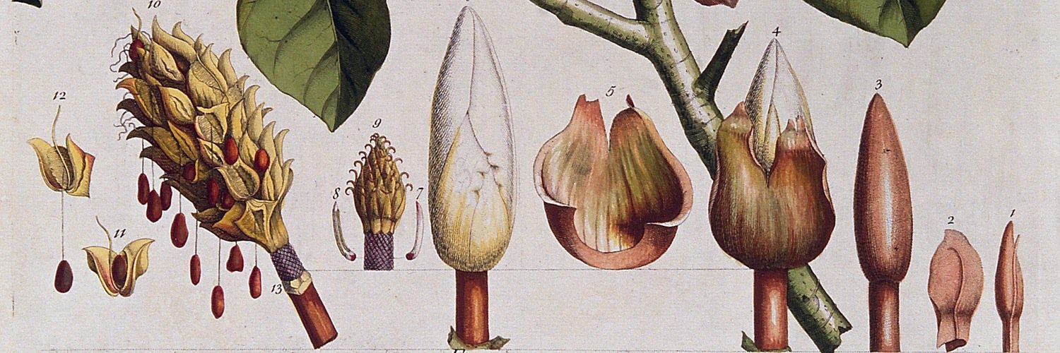 Botanical Art and Artists banner