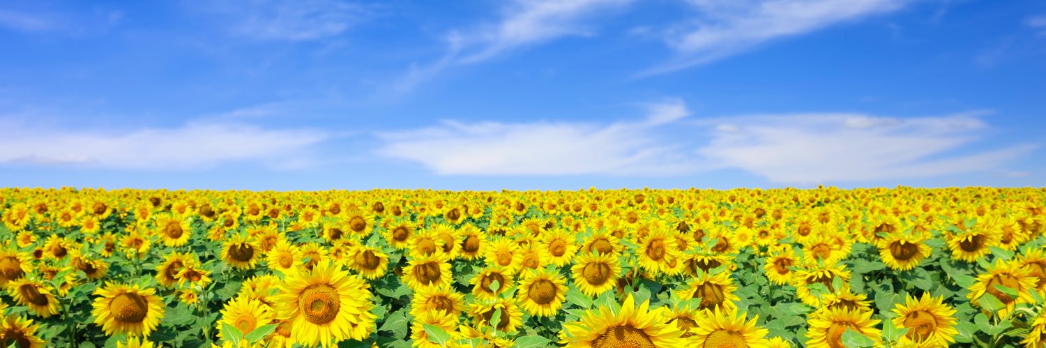 Lisa_Barri's profile banner image