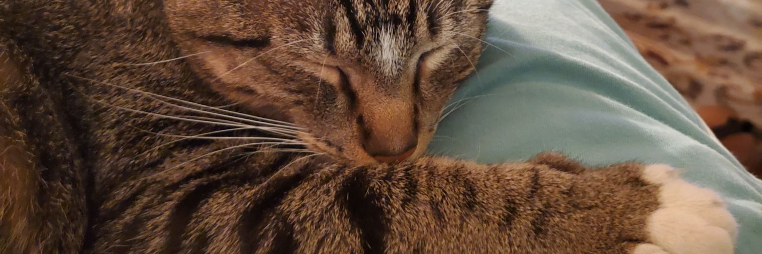 kylee_critters's profile banner image