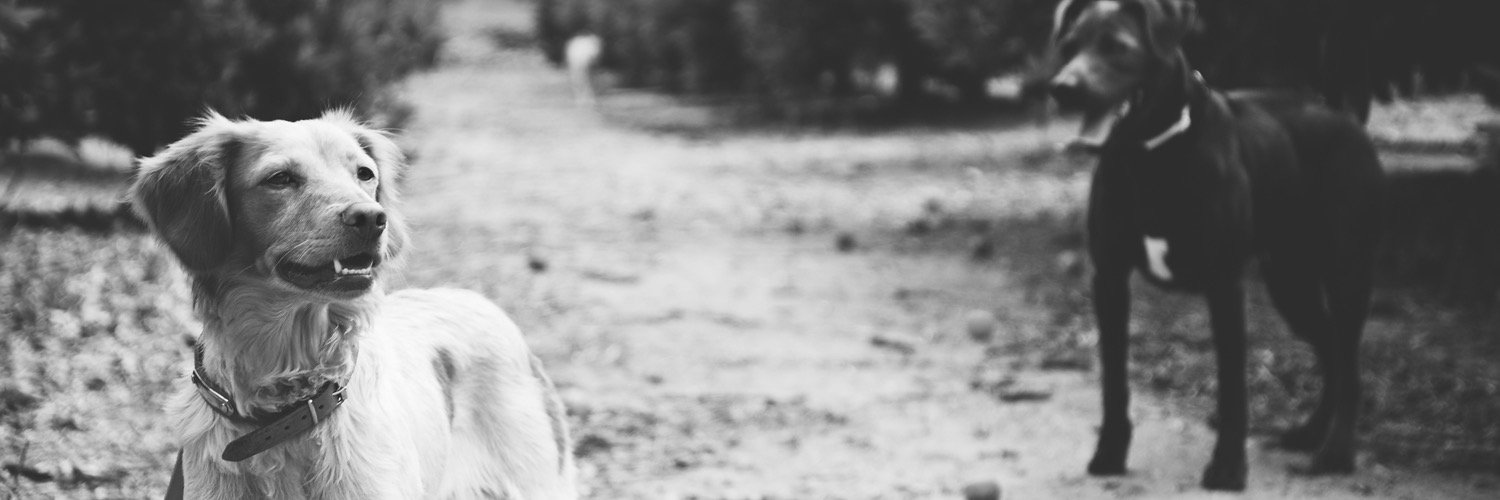 PerritaValiente's profile banner image