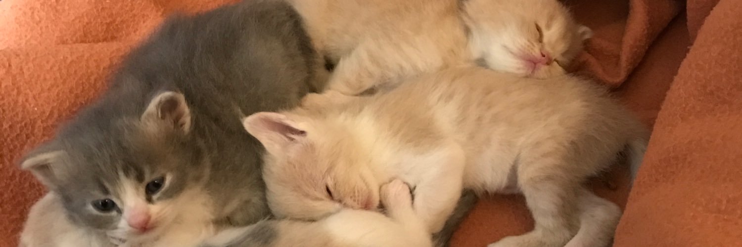rarfaj's profile banner image