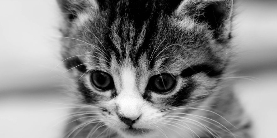 neil_de_nice's profile banner image
