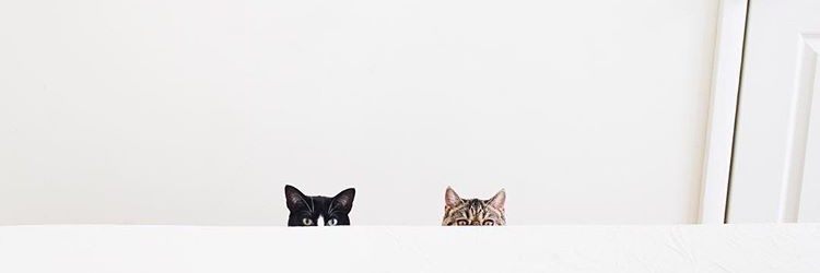 zynpktlv's profile banner image