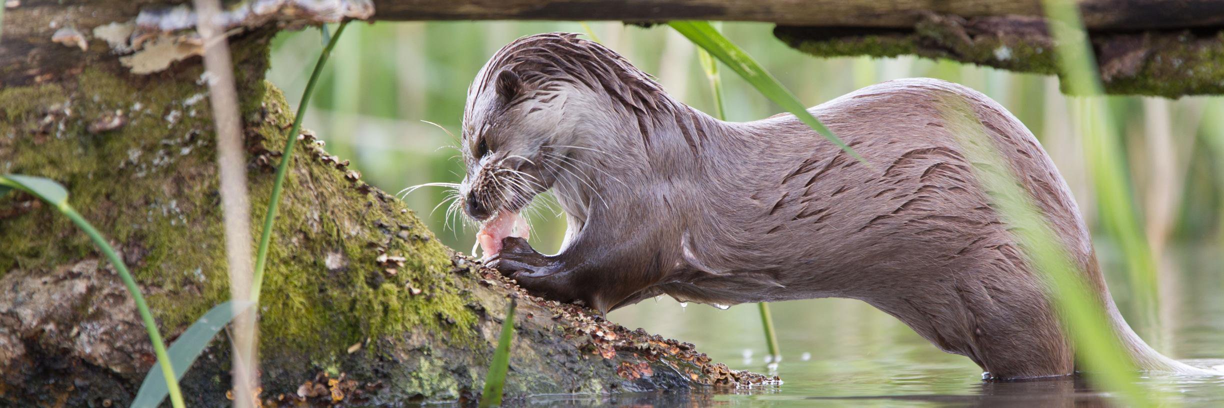 WildlifePhotosDevon banner