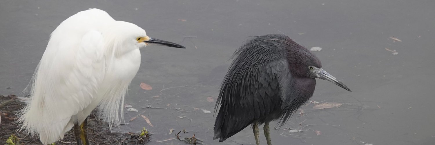 City gardener banner