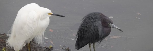 greentechbg Profile Banner