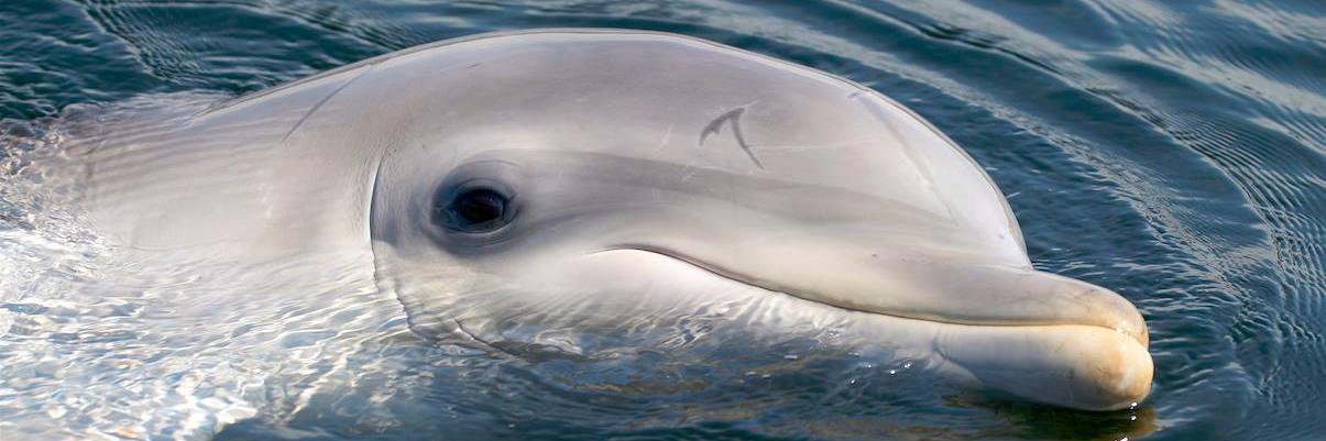 Dolfinarium's profile banner image