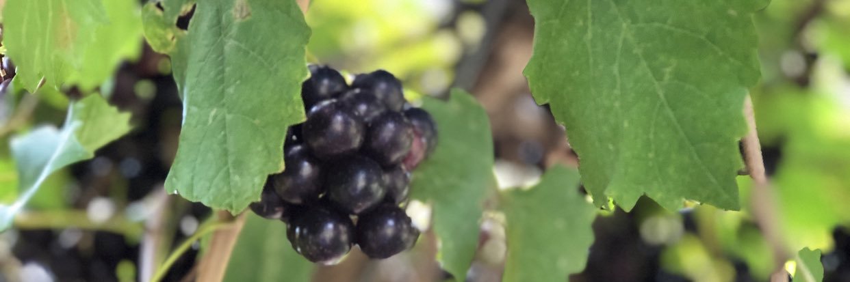 Mauricio Sanchez banner