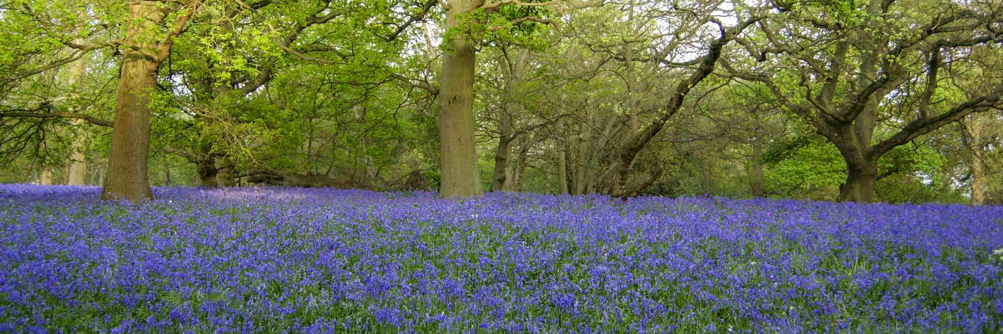 thesuffolkguide's profile banner image
