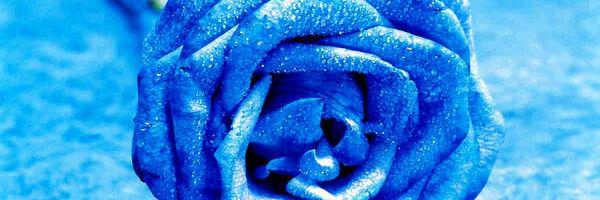 violet3205's profile banner image