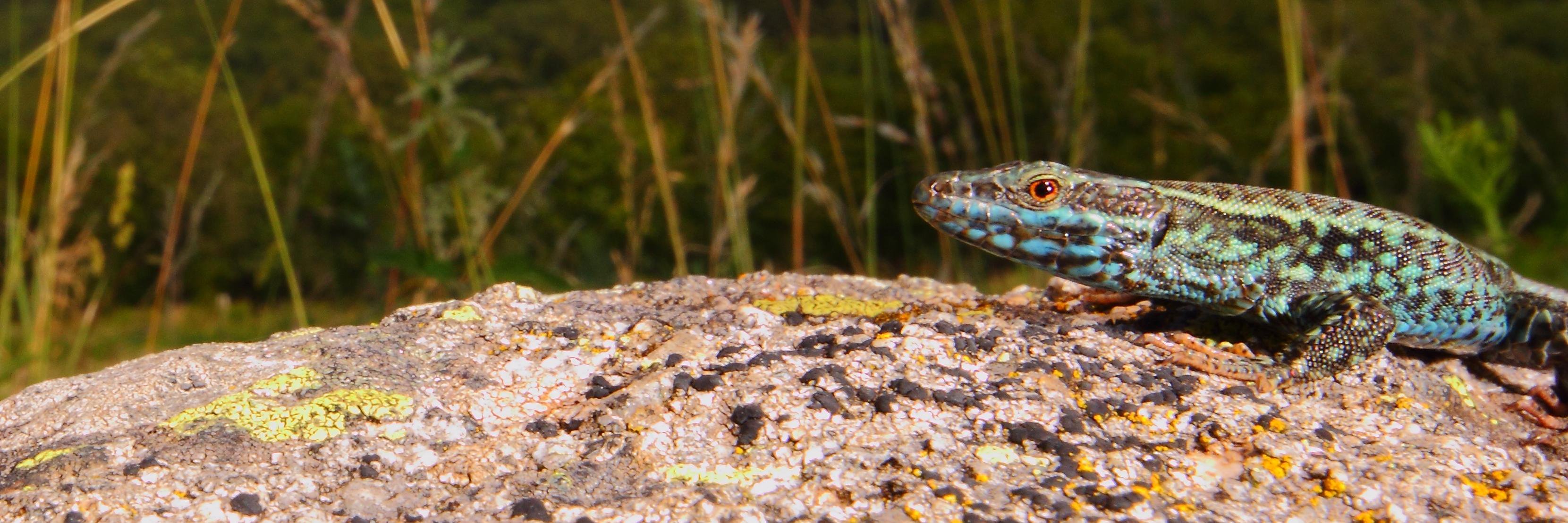 Javier Ábalos banner