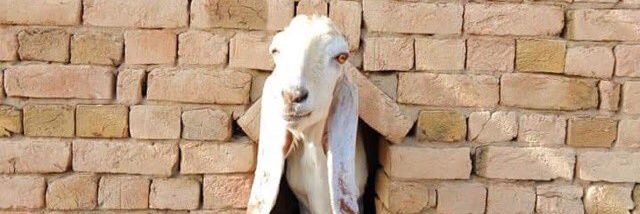 Mickey Gill 🇵🇰✝️ banner