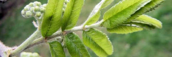 Rowan_Rachel Profile Banner