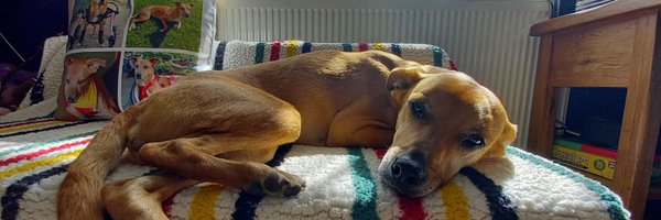 honeybun667 Profile Banner