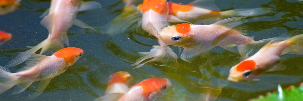TropicalFishMia's profile banner image