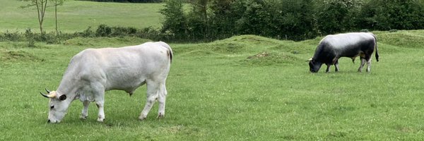 ccilou19 Profile Banner