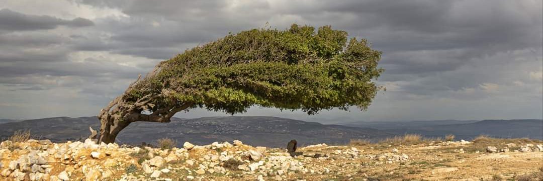 halelooya's profile banner image