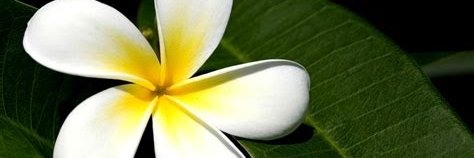 MarylouSamson1's profile banner image