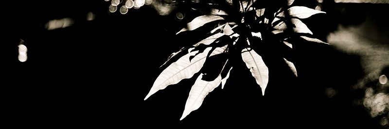 marioadams's profile banner image