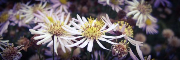 GdnMediaGuild Profile Banner