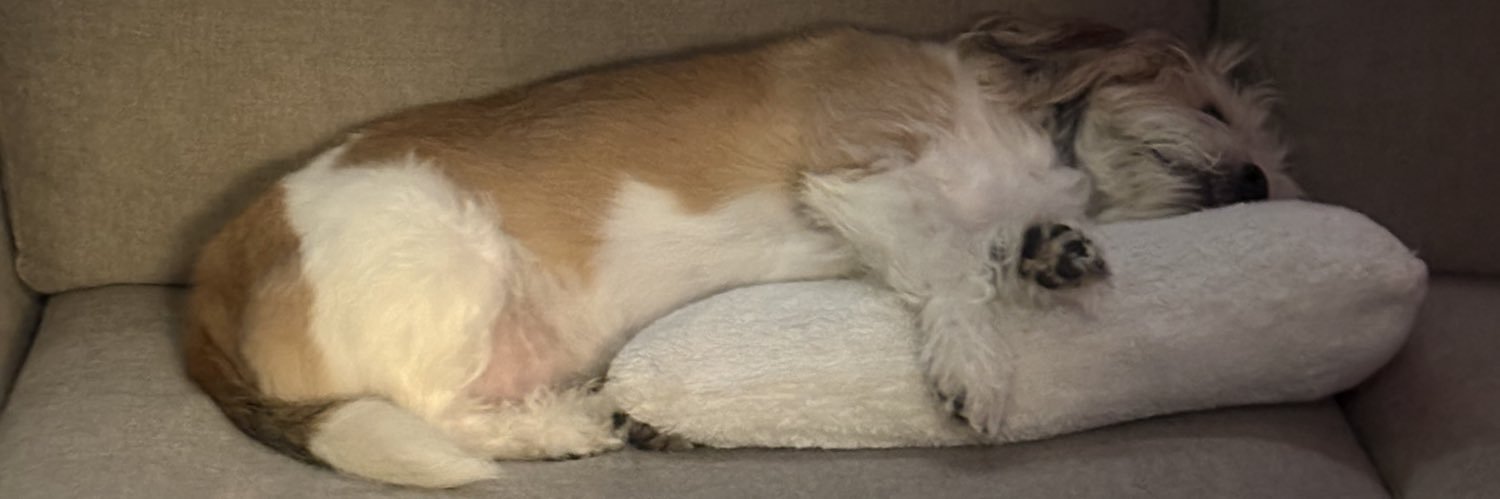 PadWolfe's profile banner image
