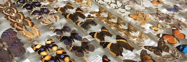 Russell Stebbings 🇺🇦 banner