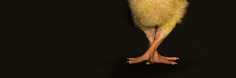 Haley Fortier banner