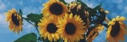 CharleyJordan7's profile banner image