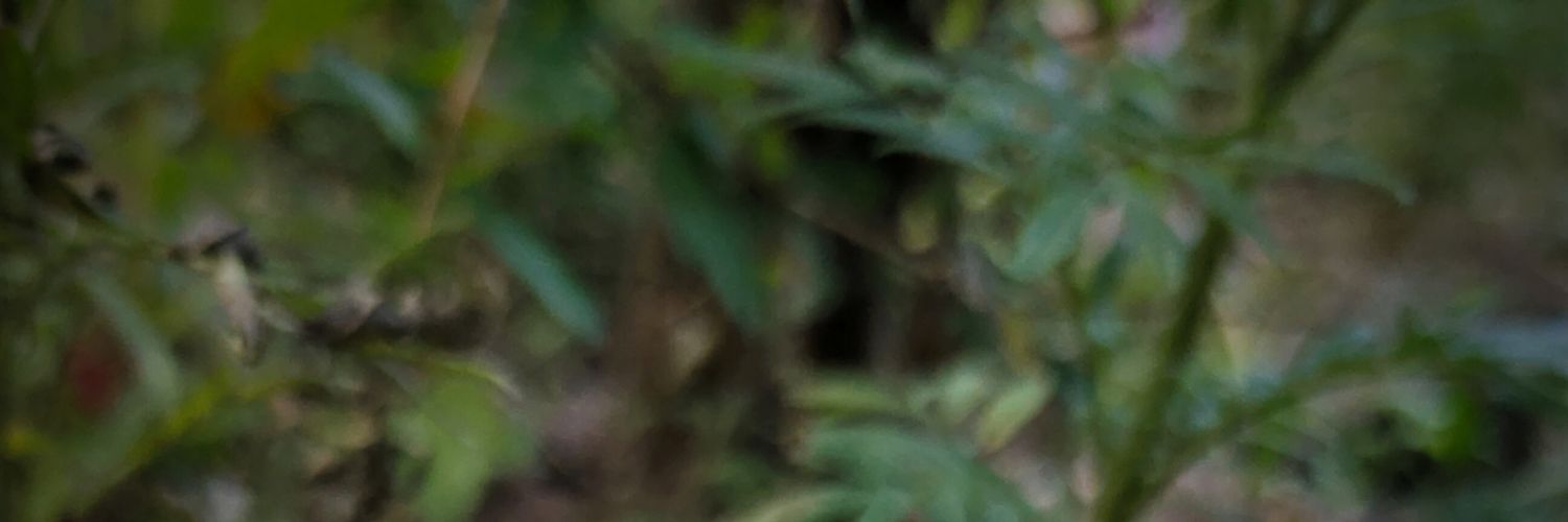 ≈|KUSTAR|≈🕊 banner