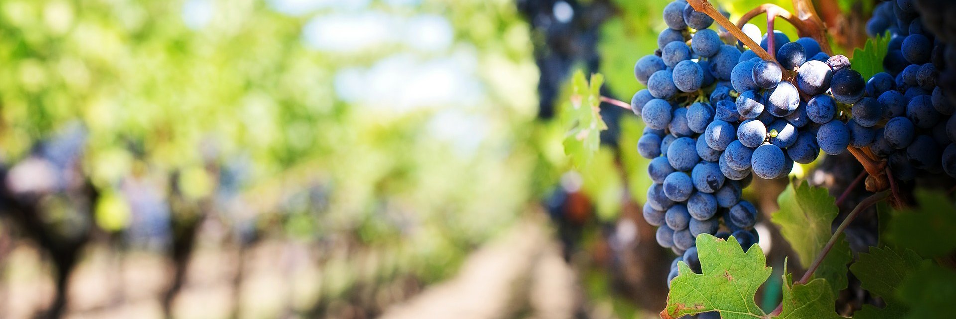 IndianaWines's profile banner image