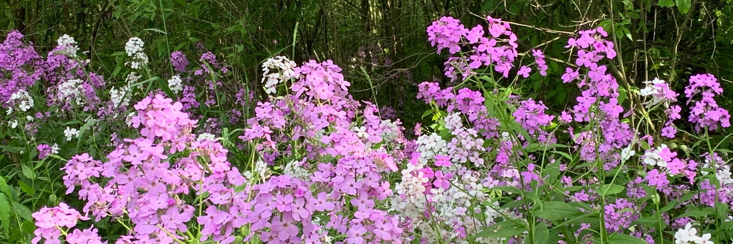 Marie Hoffmann banner