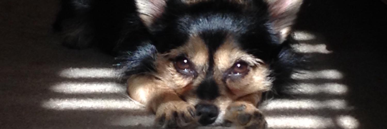 truesim's profile banner image