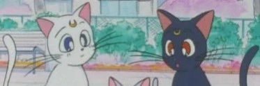ringedsailor's profile banner image