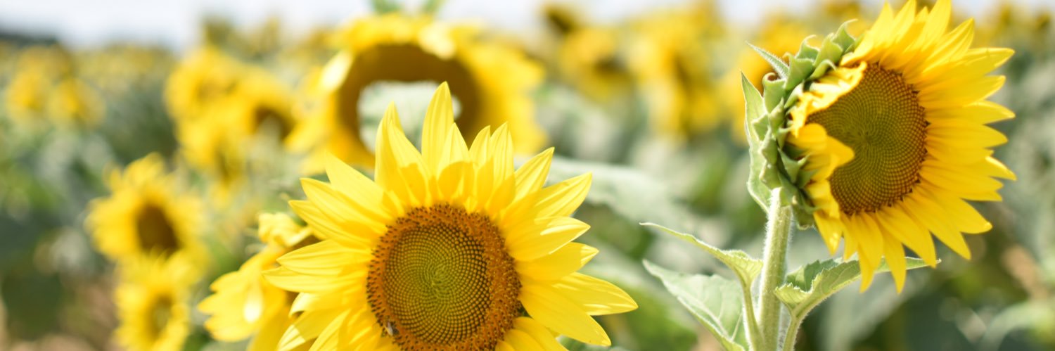 Mrs. Milella & Ms. Singh banner