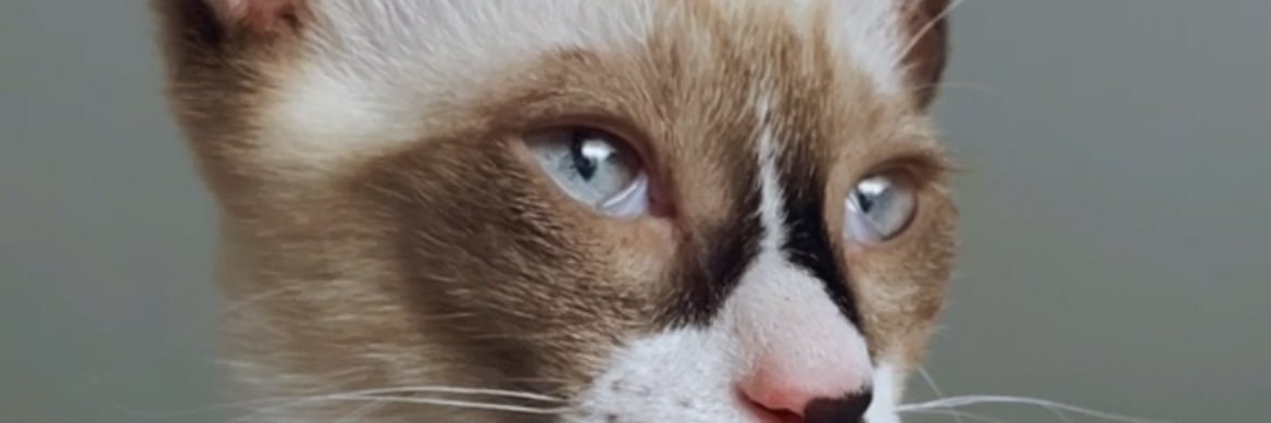 anaveega_'s profile banner image