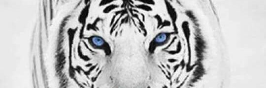 Meek4343's profile banner image
