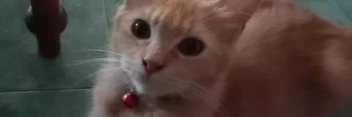 yyuliaf's profile banner image