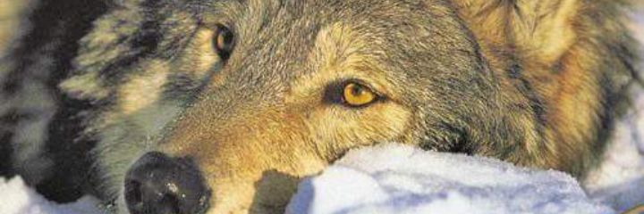 Ros948021's profile banner image