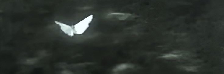 miIkyclouds's profile banner image