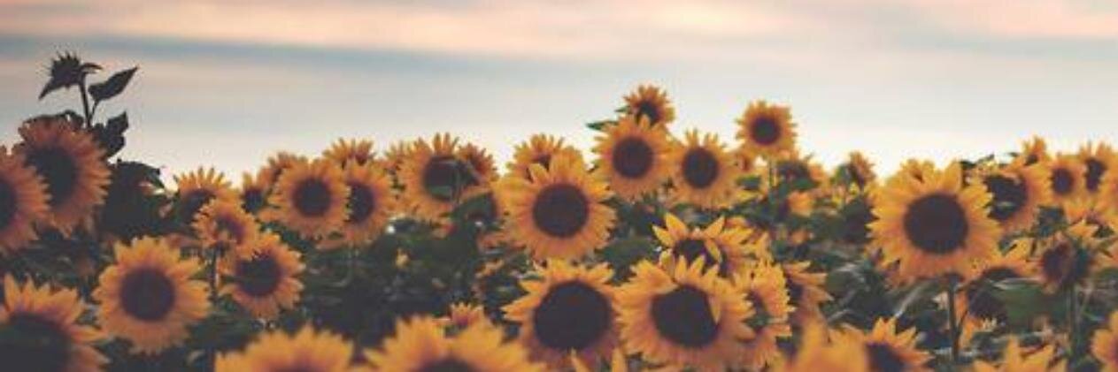 sedadmrl's profile banner image