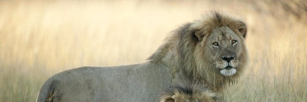 shirenar's profile banner image
