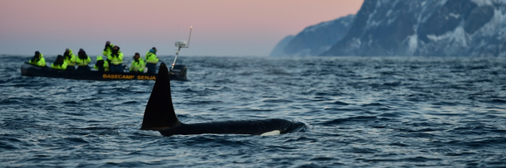 BasecampSenja's profile banner image