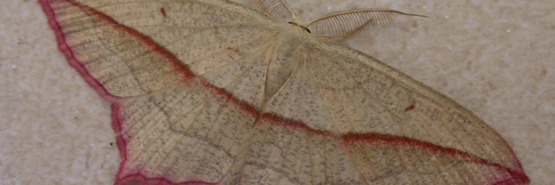 Simon Roddis🦆🦋⚔️⚖️😷 banner