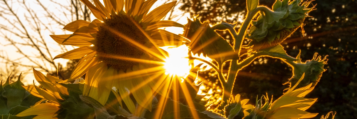Heather Doyle banner