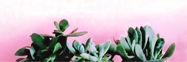Allison_Canham's profile banner image