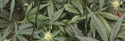 cel_moreau's profile banner image