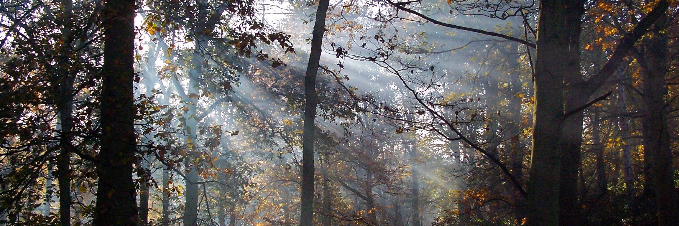 RogerPannell2's profile banner image