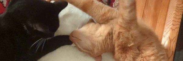 isabelcampbell Profile Banner