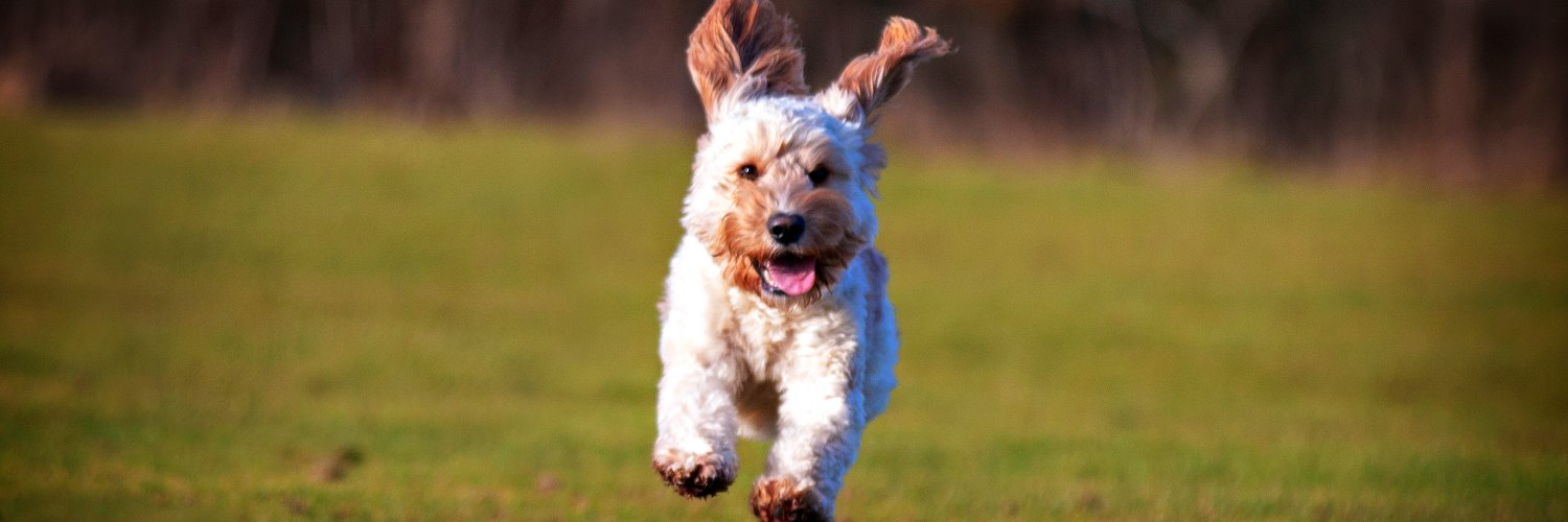 gooddogwalking's profile banner image