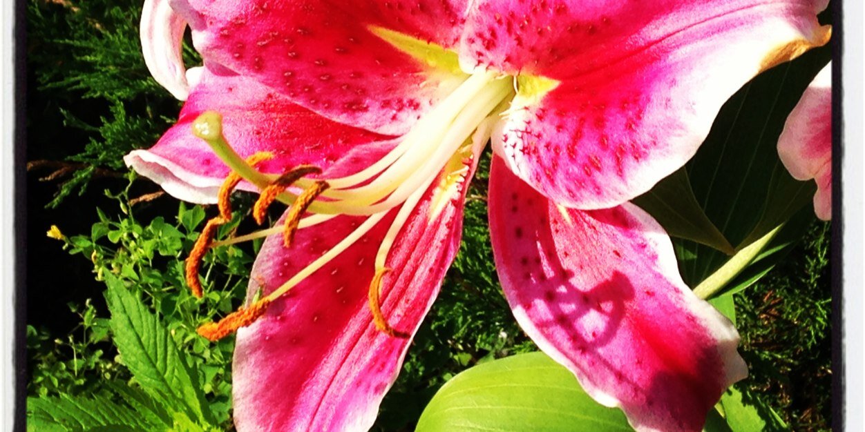 MelissHynes's profile banner image